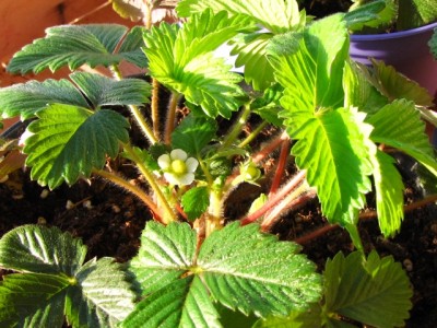 IMG_8396.JPG (229.72 KiB) Osservato 1001 volte IMG_8396.JPG