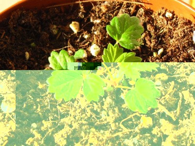 IMG_8407.JPG (259.14 KiB) Osservato 1000 volte IMG_8407.JPG