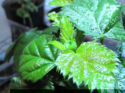 IMG_8466.JPG (186.26 KiB) Osservato 1045 volte IMG_8466.JPG