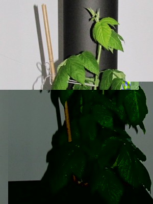 IMG_8468.JPG (150.49 KiB) Osservato 1045 volte IMG_8468.JPG