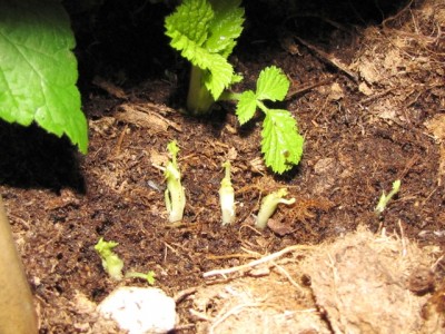 IMG_8470.JPG (240.24 KiB) Osservato 1045 volte IMG_8470.JPG