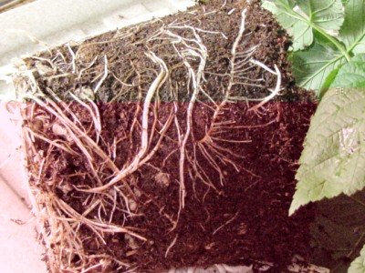 IMG_8480.JPG (223.72 KiB) Osservato 1043 volte IMG_8480.JPG