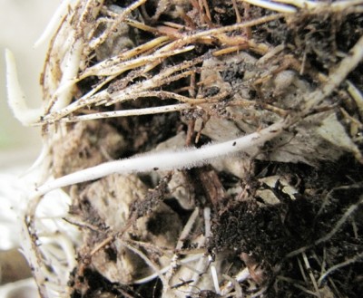 IMG_8474.JPG (184.96 KiB) Osservato 1043 volte IMG_8474.JPG