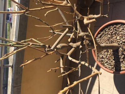 image.jpg (110.39 KiB) Osservato 1746 volte image.jpg