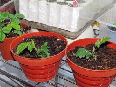 IMG_8541.JPG (187.54 KiB) Osservato 817 volte IMG_8541.JPG