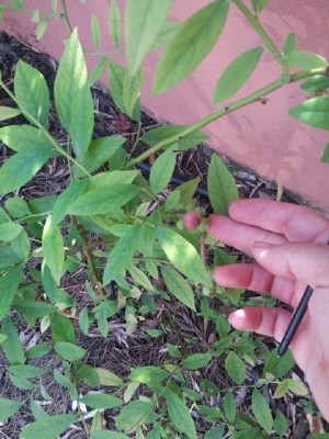 mirtillo rosa 7 giugno 2015.jpg (184.7 KiB) Osservato 799 volte mirtillo rosa 7 giugno 2015.jpg