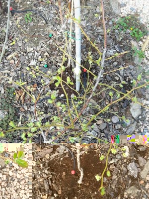 Gemme a fiore mirtillo.jpg (189.97 KiB) Osservato 1891 volte Gemme a fiore mirtillo.jpg