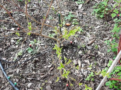 Mirtillo che vegeta.jpg (254.02 KiB) Osservato 1891 volte Mirtillo che vegeta.jpg