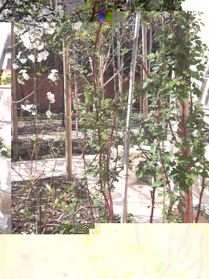 lampone giapponese.jpg (209.73 KiB) Osservato 1891 volte lampone giapponese.jpg