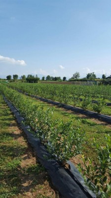 Ecco i risultati / IMG-20160831-WA0007.jpg IMG-20160831-WA0007.jpg