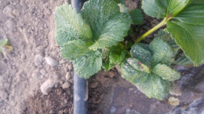 20170326_185219.jpg (86.86 KiB) Osservato 1786 volte 20170326_185219.jpg