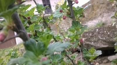 WP_20170327_003.jpg (79.47 KiB) Osservato 2144 volte WP_20170327_003.jpg