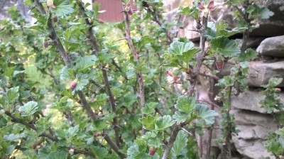 WP_20170327_005.jpg (107.28 KiB) Osservato 2144 volte WP_20170327_005.jpg