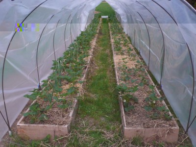 Fragoleto  .jpg (124.87 KiB) Osservato 2041 volte Fragoleto  .jpg