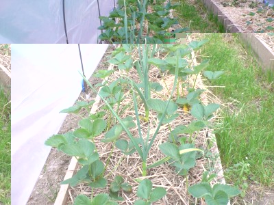 Fragoleto cons  .jpg (160.29 KiB) Osservato 1971 volte Fragoleto cons  .jpg