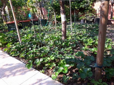 fragoleto.jpg (193.97 KiB) Osservato 1947 volte fragoleto.jpg