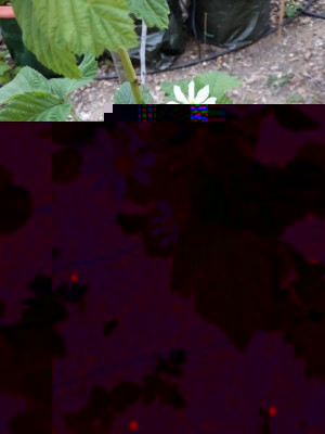 mora new dei giardini 1.jpg (106.83 KiB) Osservato 833 volte mora new dei giardini 1.jpg