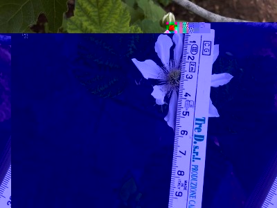 mora new dei giardini.jpg (79.65 KiB) Osservato 833 volte mora new dei giardini.jpg