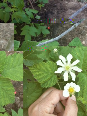 fiore di fragola e mora.jpg (99.26 KiB) Osservato 833 volte fiore di fragola e mora.jpg