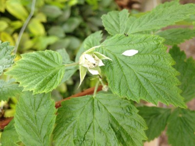 IMG_5075.JPG (93.56 KiB) Osservato 774 volte IMG_5075.JPG