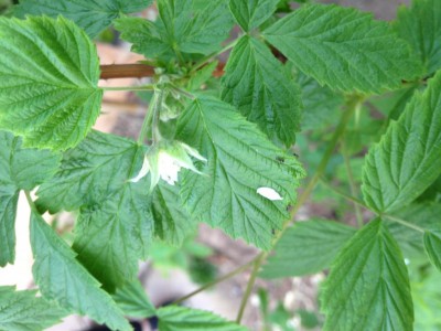 IMG_5076.JPG (90.15 KiB) Osservato 774 volte IMG_5076.JPG