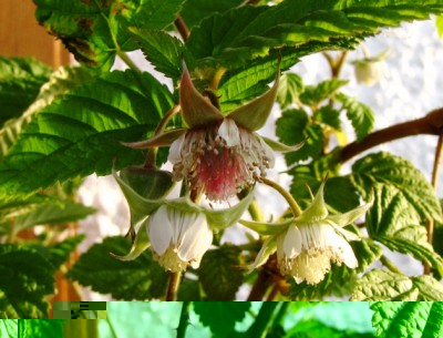 IMG_8908.JPG (184.66 KiB) Osservato 755 volte IMG_8908.JPG