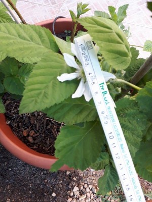 mora new record.jpg (104.44 KiB) Osservato 796 volte mora new record.jpg