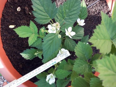 triple crown 4 cm.jpg (119.58 KiB) Osservato 796 volte triple crown 4 cm.jpg