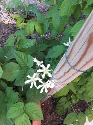 fioritura mora dei record che ilona mai batterà.jpg (126.49 KiB) Osservato 795 volte fioritura mora dei record che ilona mai batterà.jpg