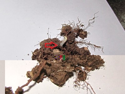 IMG_8934.JPG (106.48 KiB) Osservato 789 volte IMG_8934.JPG