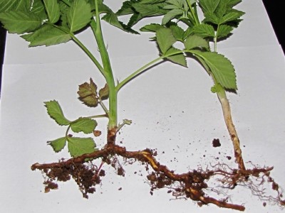 IMG_8935.JPG (164.91 KiB) Osservato 812 volte IMG_8935.JPG