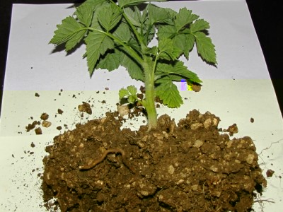 IMG_8936.JPG (194.52 KiB) Osservato 809 volte IMG_8936.JPG