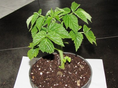 IMG_8939.JPG (187.8 KiB) Osservato 809 volte IMG_8939.JPG