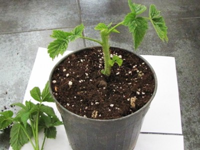 IMG_8943.JPG (181.72 KiB) Osservato 809 volte IMG_8943.JPG