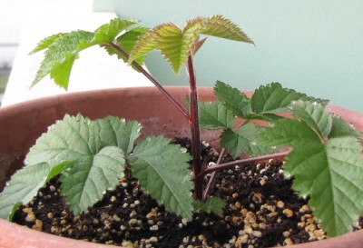 IMG_8953.JPG (151.67 KiB) Osservato 871 volte IMG_8953.JPG