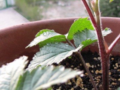 IMG_8948.JPG (150.05 KiB) Osservato 871 volte IMG_8948.JPG