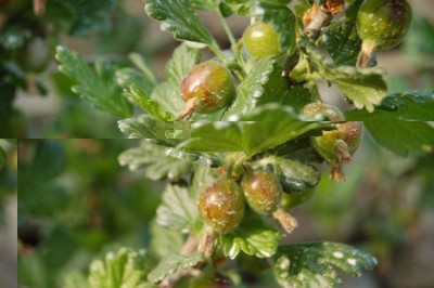 DSC_0179.JPG (68.56 KiB) Osservato 1800 volte DSC_0179.JPG