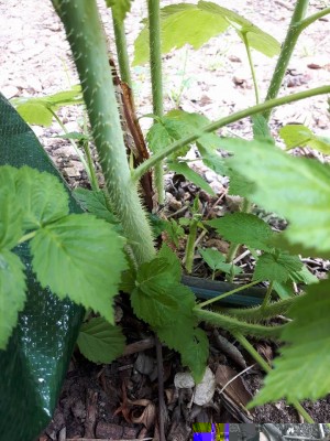 pollone lampone  da lasciare.jpg (116.65 KiB) Osservato 775 volte pollone lampone  da lasciare.jpg