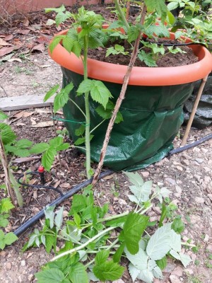 polloni estirpati.jpg (154.74 KiB) Osservato 775 volte polloni estirpati.jpg