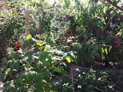 3 ingressi mora sarda.jpg (373.93 KiB) Osservato 790 volte 3 ingressi mora sarda.jpg