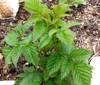 IMG_9025.JPG (234.89 KiB) Osservato 775 volte IMG_9025.JPG