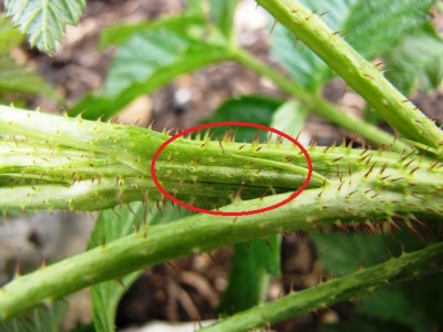 IMG_9030.JPG (114.43 KiB) Osservato 775 volte IMG_9030.JPG