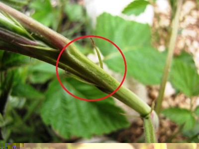 IMG_9031.JPG (92.89 KiB) Osservato 775 volte IMG_9031.JPG