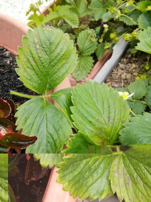 IMG_20170423_100542-600x800.jpg (165.52 KiB) Osservato 857 volte IMG_20170423_100542-600x800.jpg