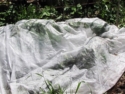 IMG_9120.JPG (225.12 KiB) Osservato 838 volte IMG_9120.JPG