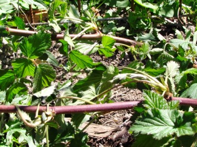 IMG_9124.JPG (269.29 KiB) Osservato 838 volte IMG_9124.JPG