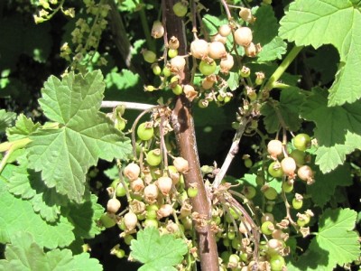 IMG_9089.JPG (223.13 KiB) Osservato 835 volte IMG_9089.JPG