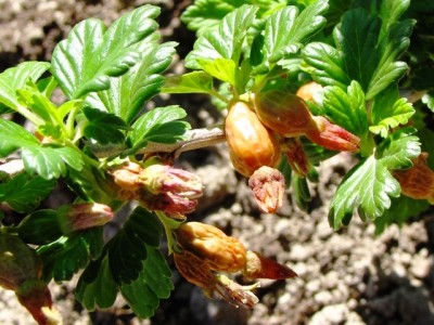 IMG_9098.JPG (203.69 KiB) Osservato 835 volte IMG_9098.JPG