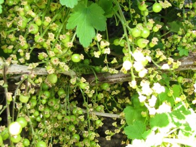 IMG_9094.JPG (242.53 KiB) Osservato 835 volte IMG_9094.JPG