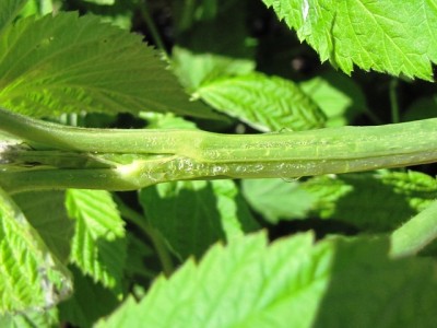 IMG_9072.JPG (149.82 KiB) Osservato 932 volte IMG_9072.JPG